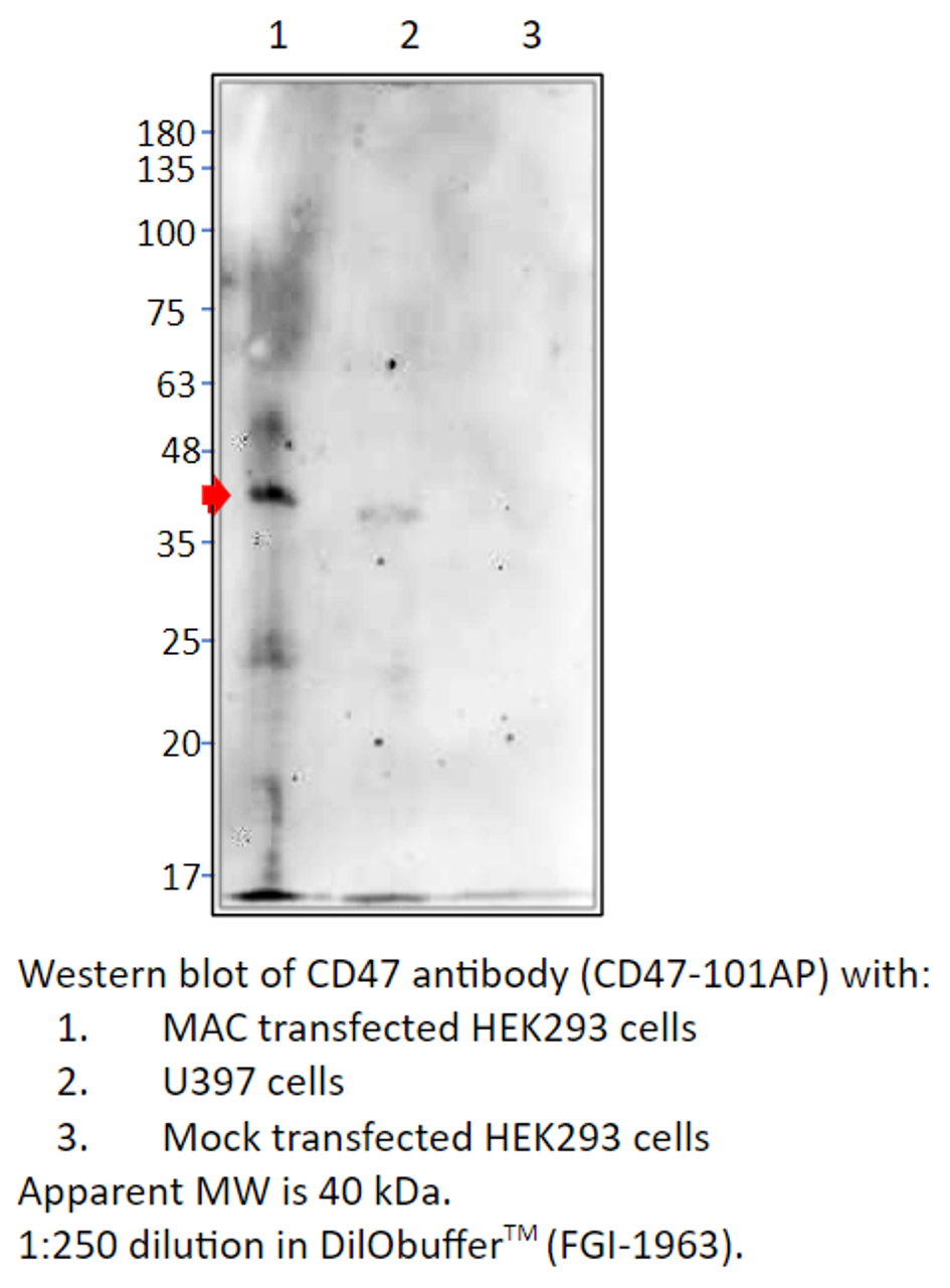 CD47 Antibody from Fabgennix