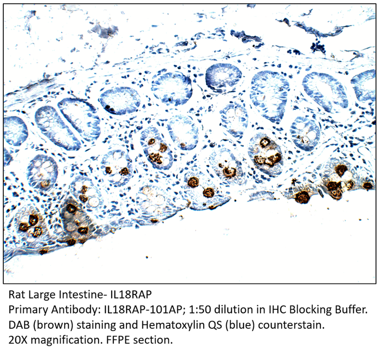 IL18RAP Antibody from Fabgennix