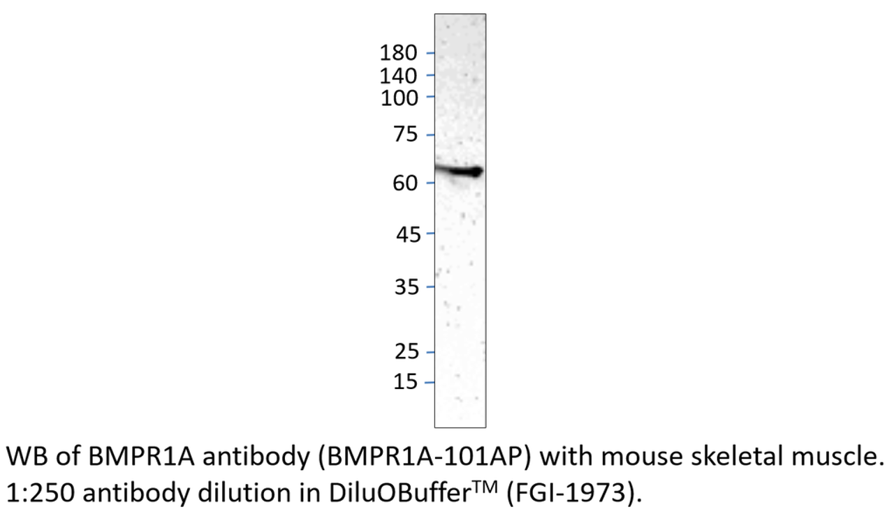 BMPR1A Antibody from Fabgennix