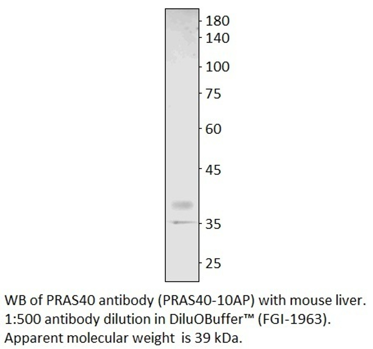 PRAS40 Antibody from Fabgennix