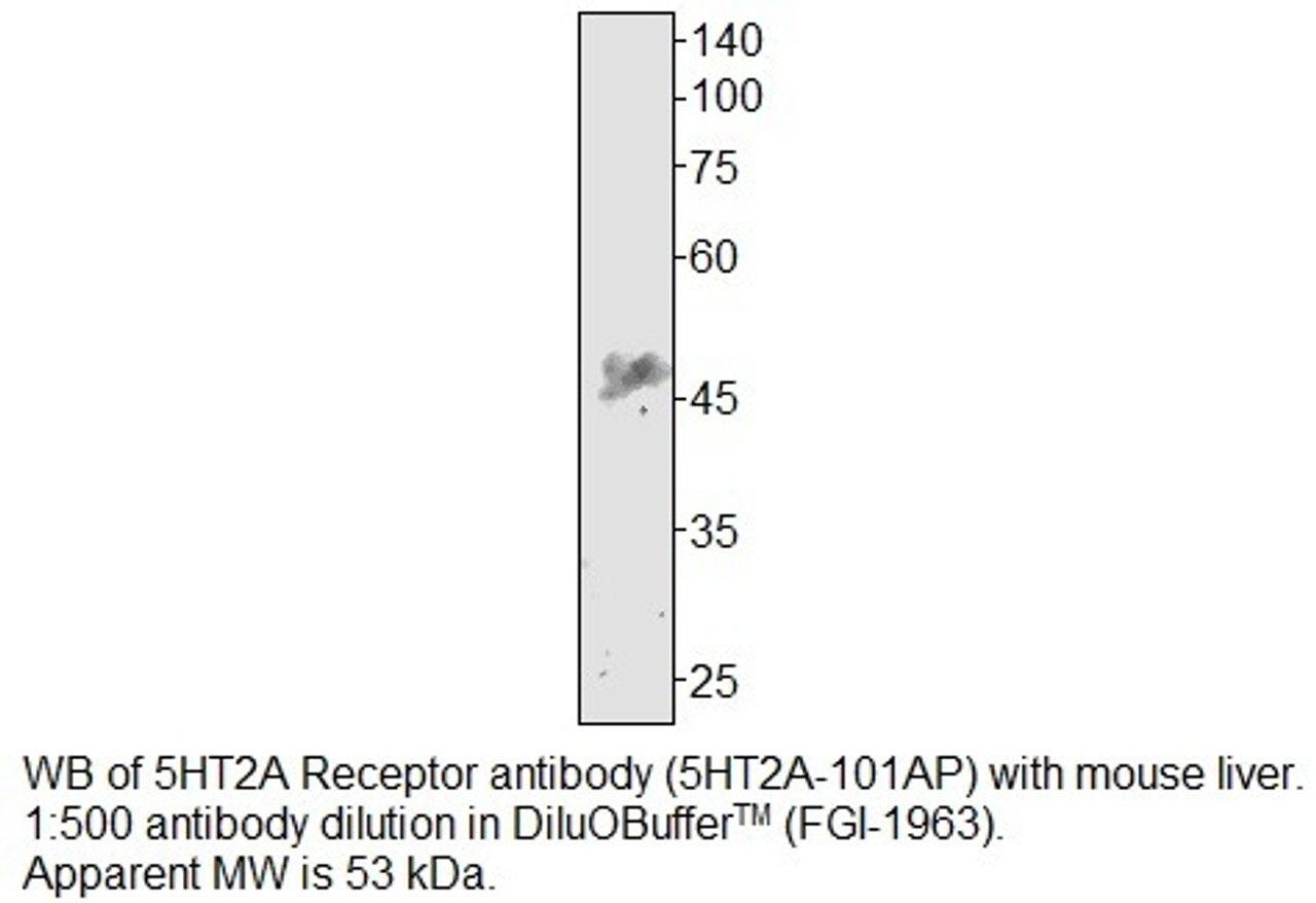 5HT2A Receptor Antibody from Fabgennix