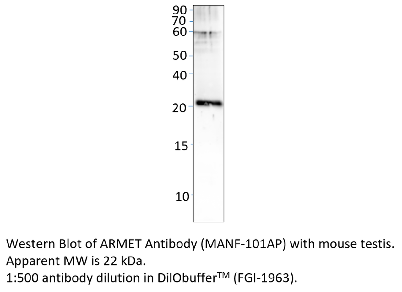 ARMET Antibody from Fabgennix
