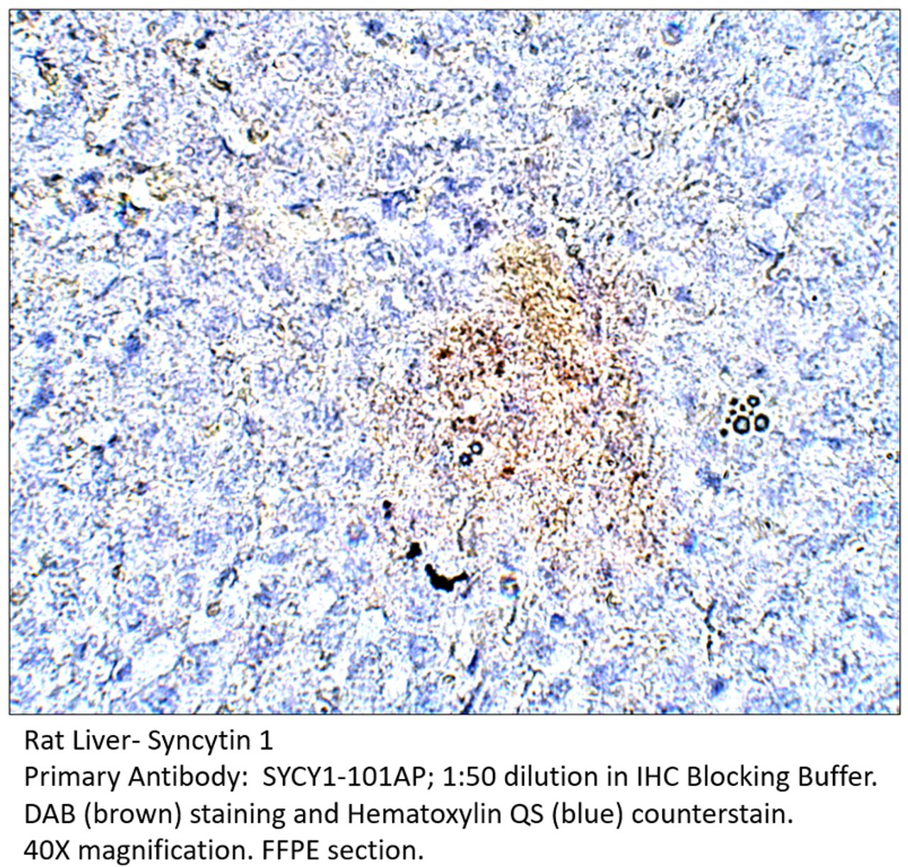 Syncytin A Antibody from Fabgennix