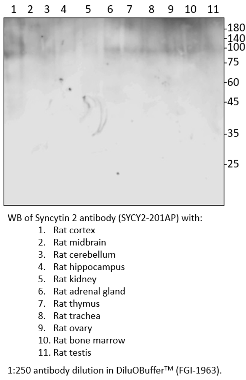 Syncytin 2 Antibody from Fabgennix