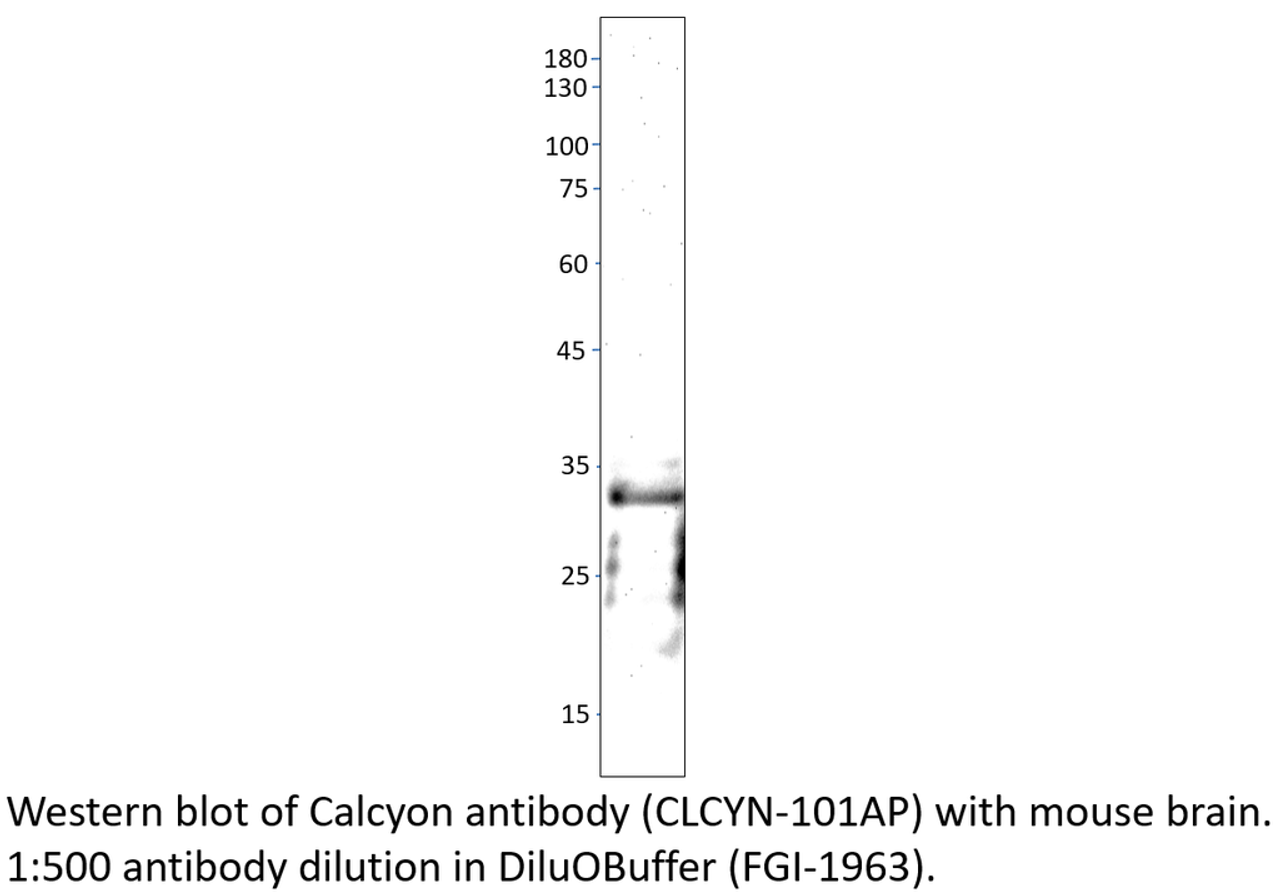 Calcyon Antibody from Fabgennix