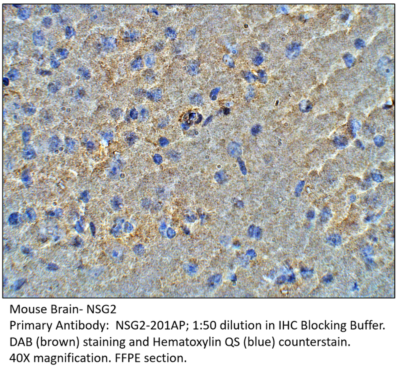 NSG2 Antibody from Fabgennix