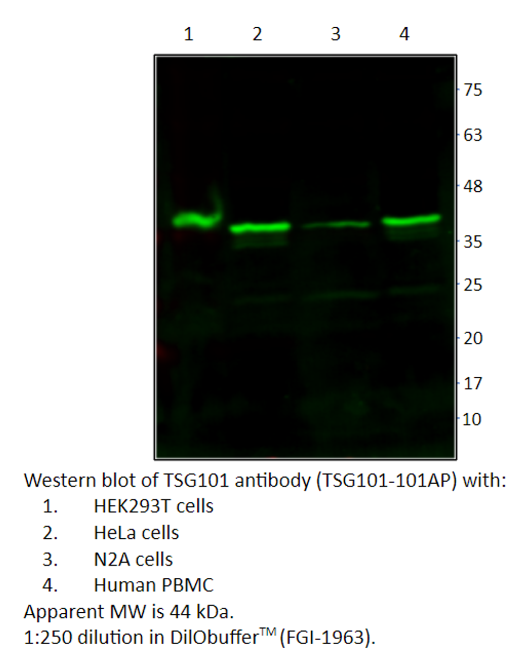 TSG101 Antibody from Fabgennix