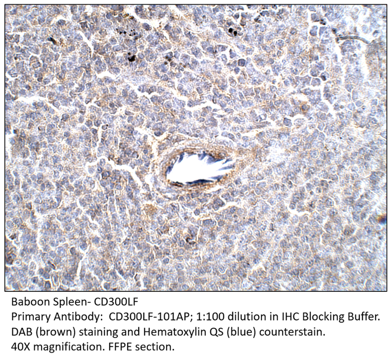 CD300 Antibody from Fabgennix