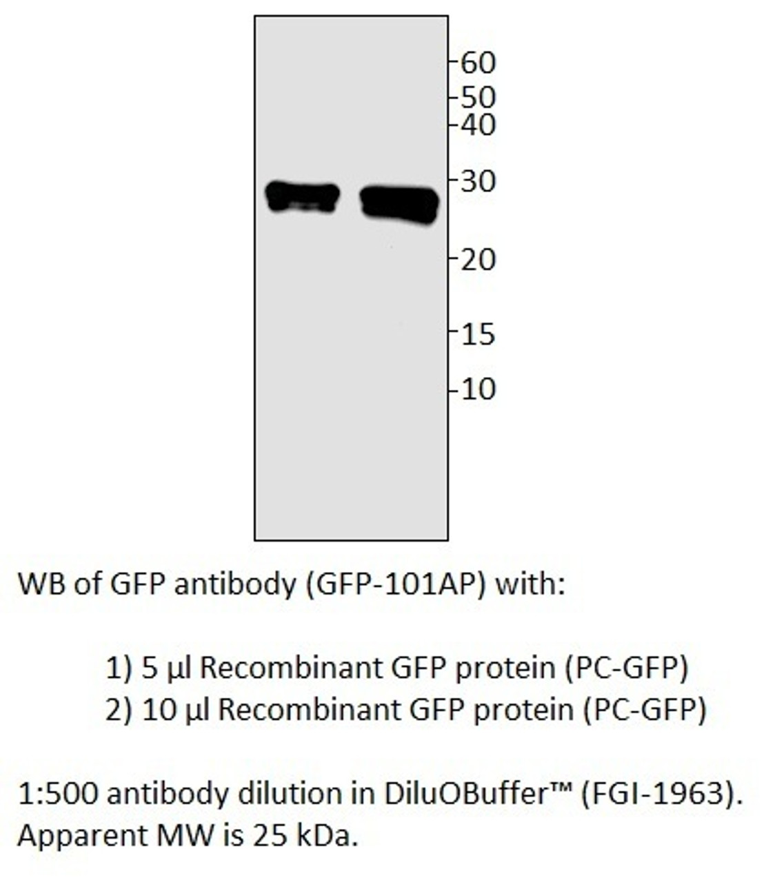 GFP Positive Control from Fabgennix