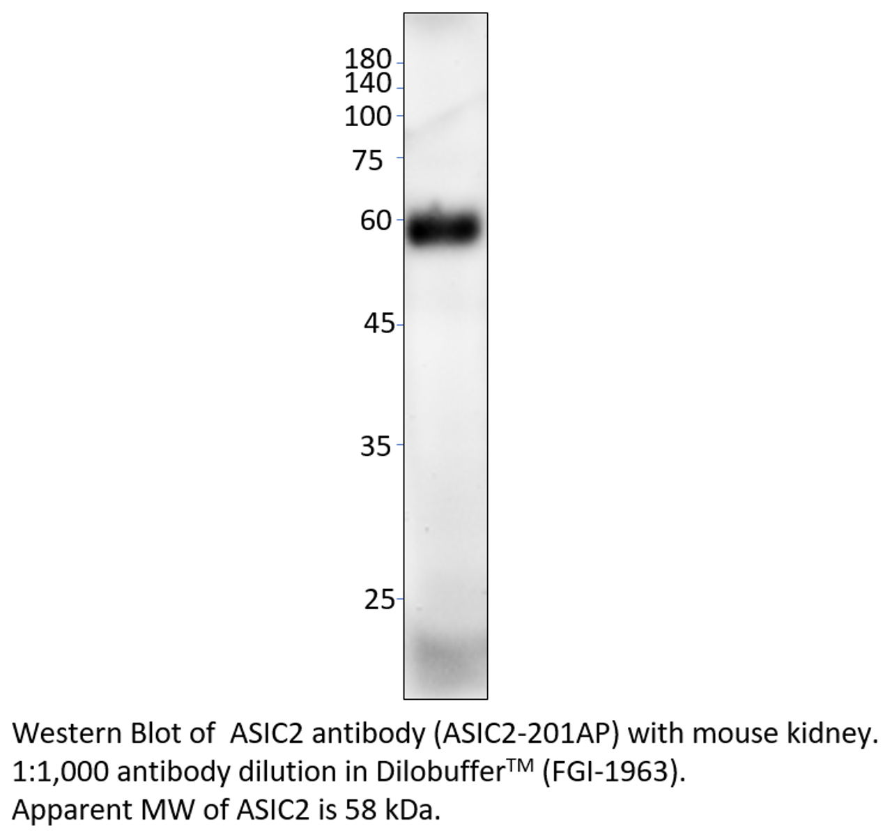 ASIC2 Antibody from Fabgennix