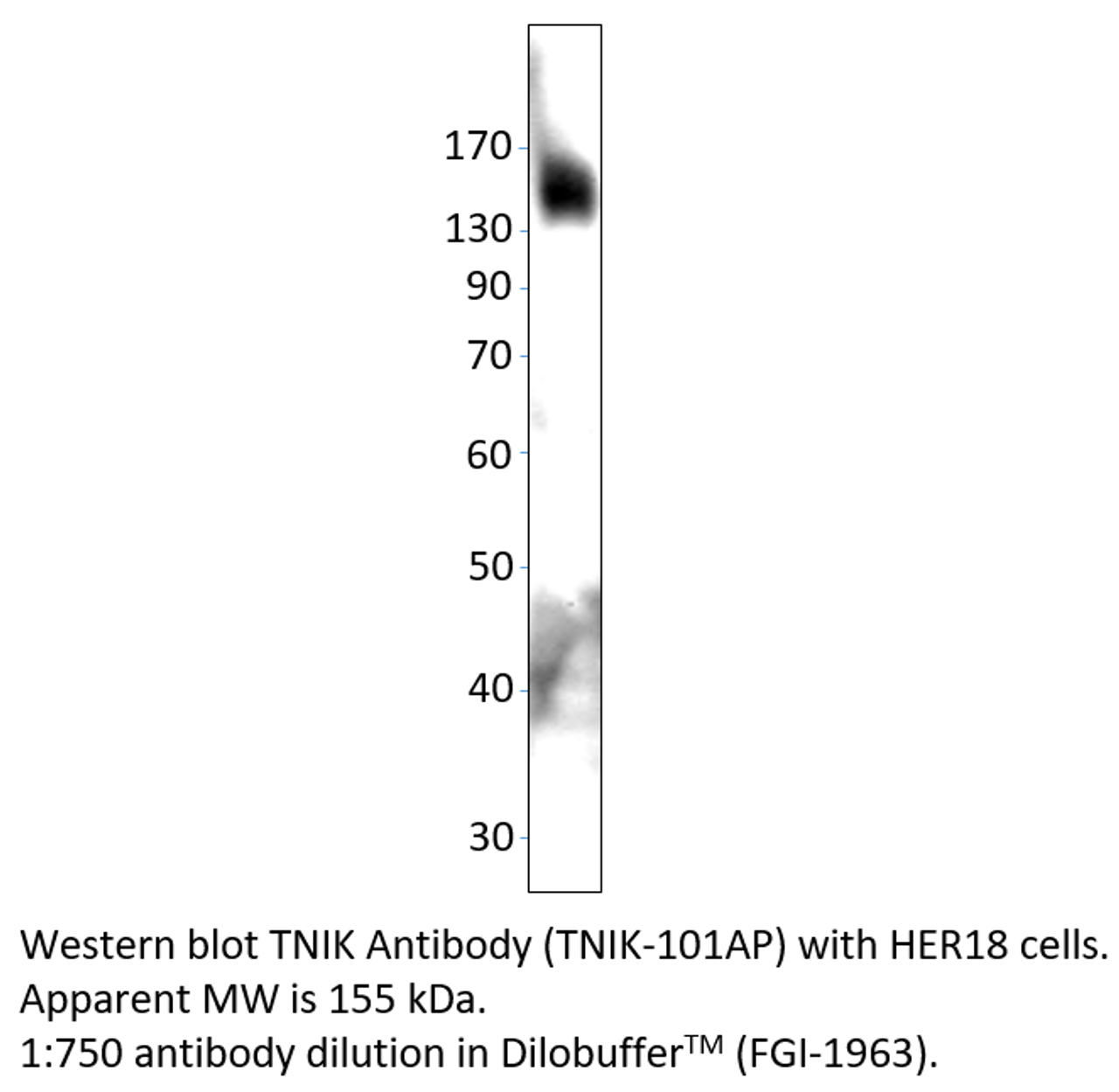 TNIK Antibody from Fabgennix