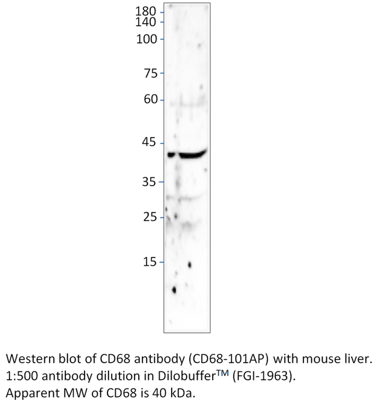 CD68 Antibody from Fabgennix
