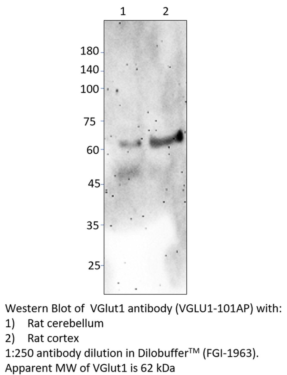 VGluT1 Antibody from Fabgennix