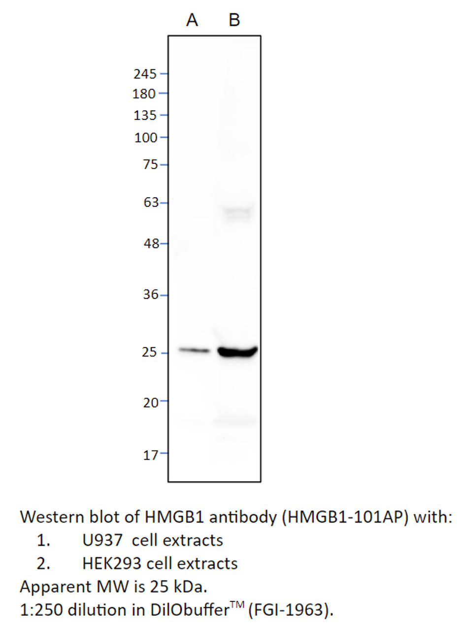 HMGB1 Antibody from Fabgennix