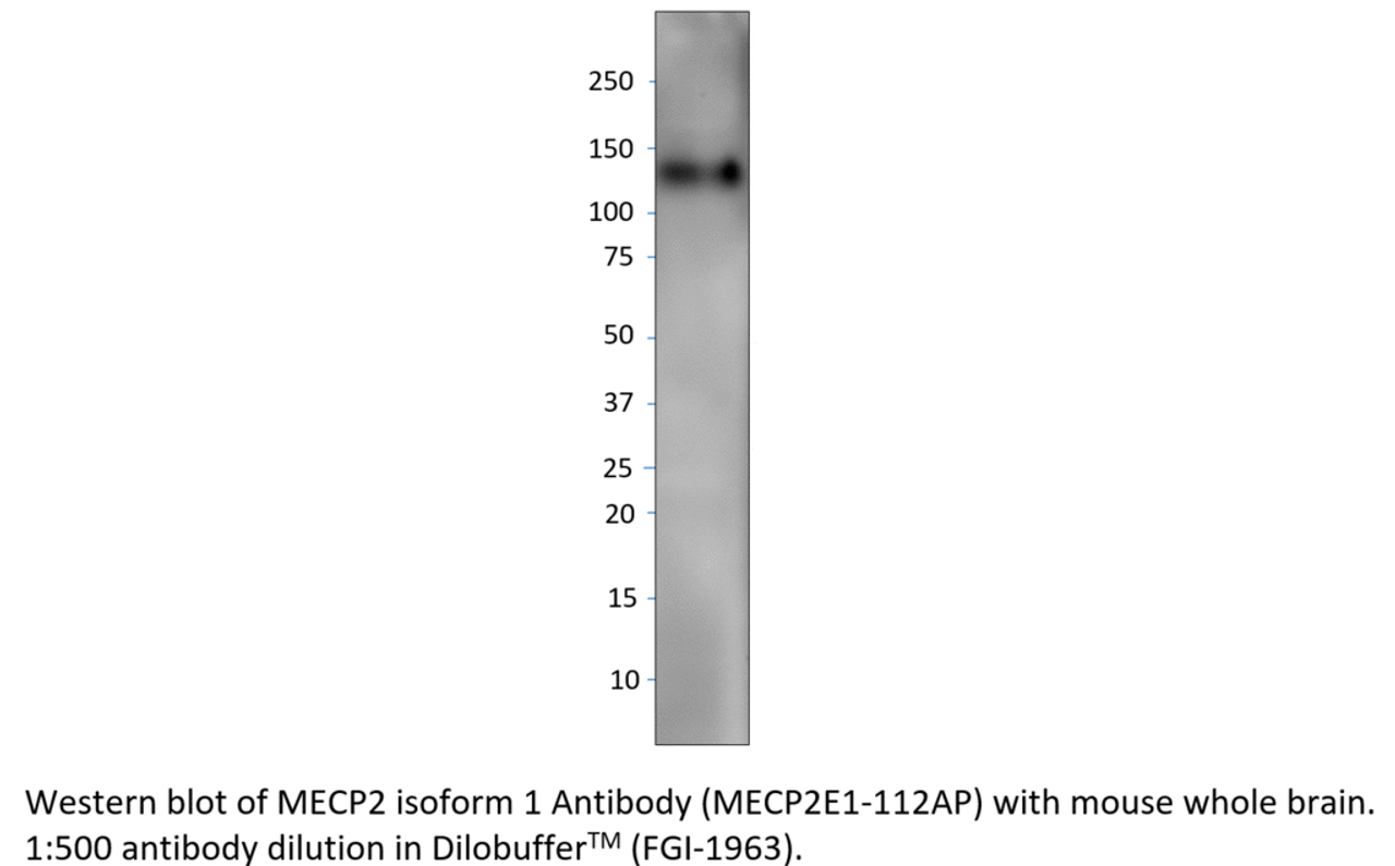 MeCP2 isoform 1 Antibody from Fabgennix