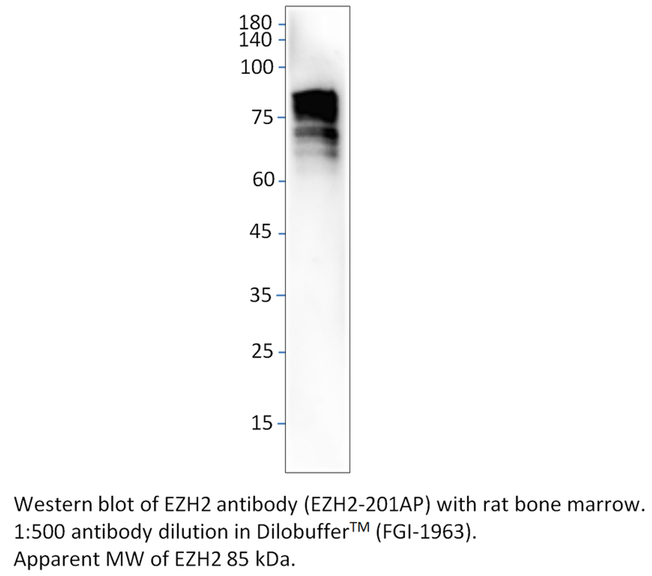 KMT6 / EZH2 Antibody from Fabgennix
