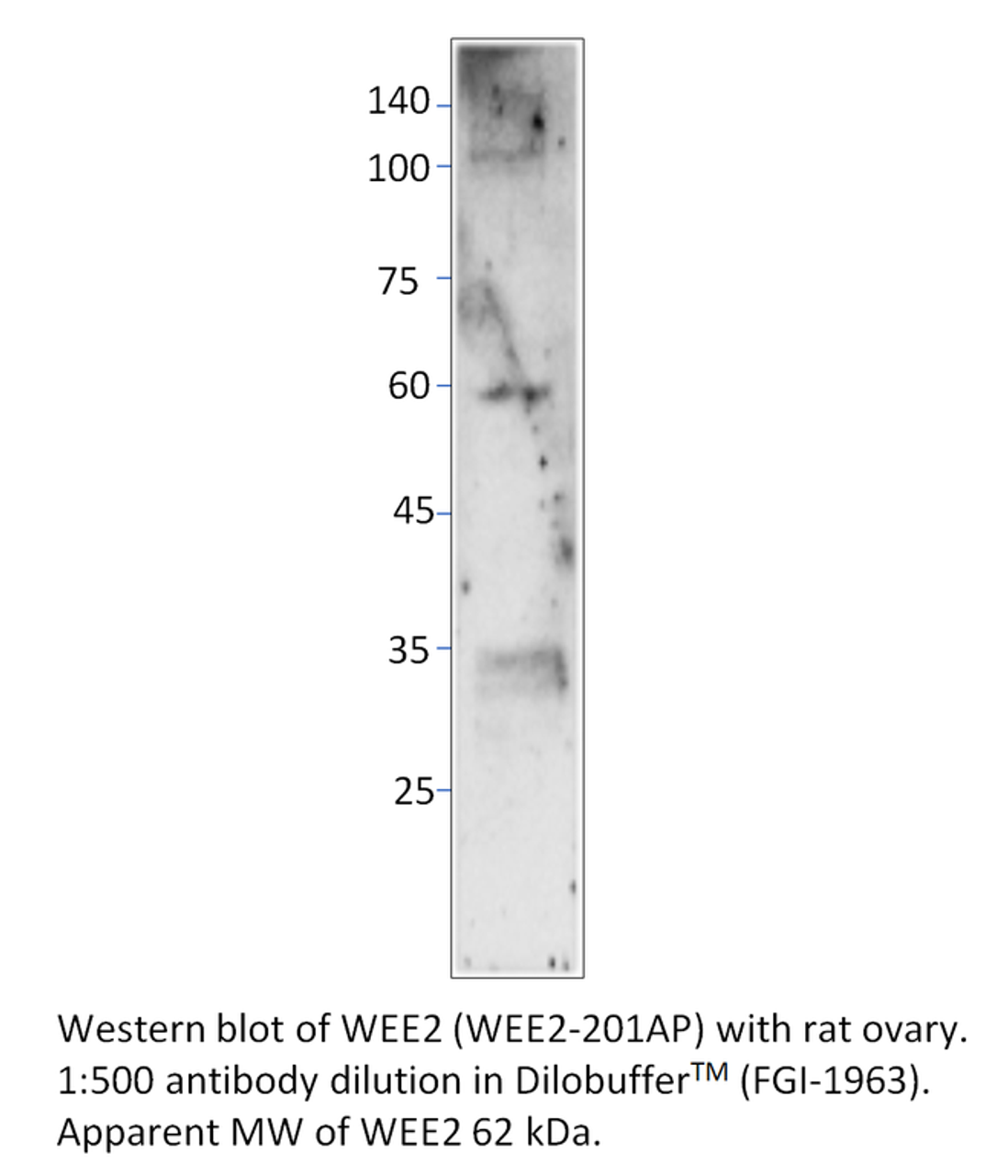 WEE2 Antibody from Fabgennix