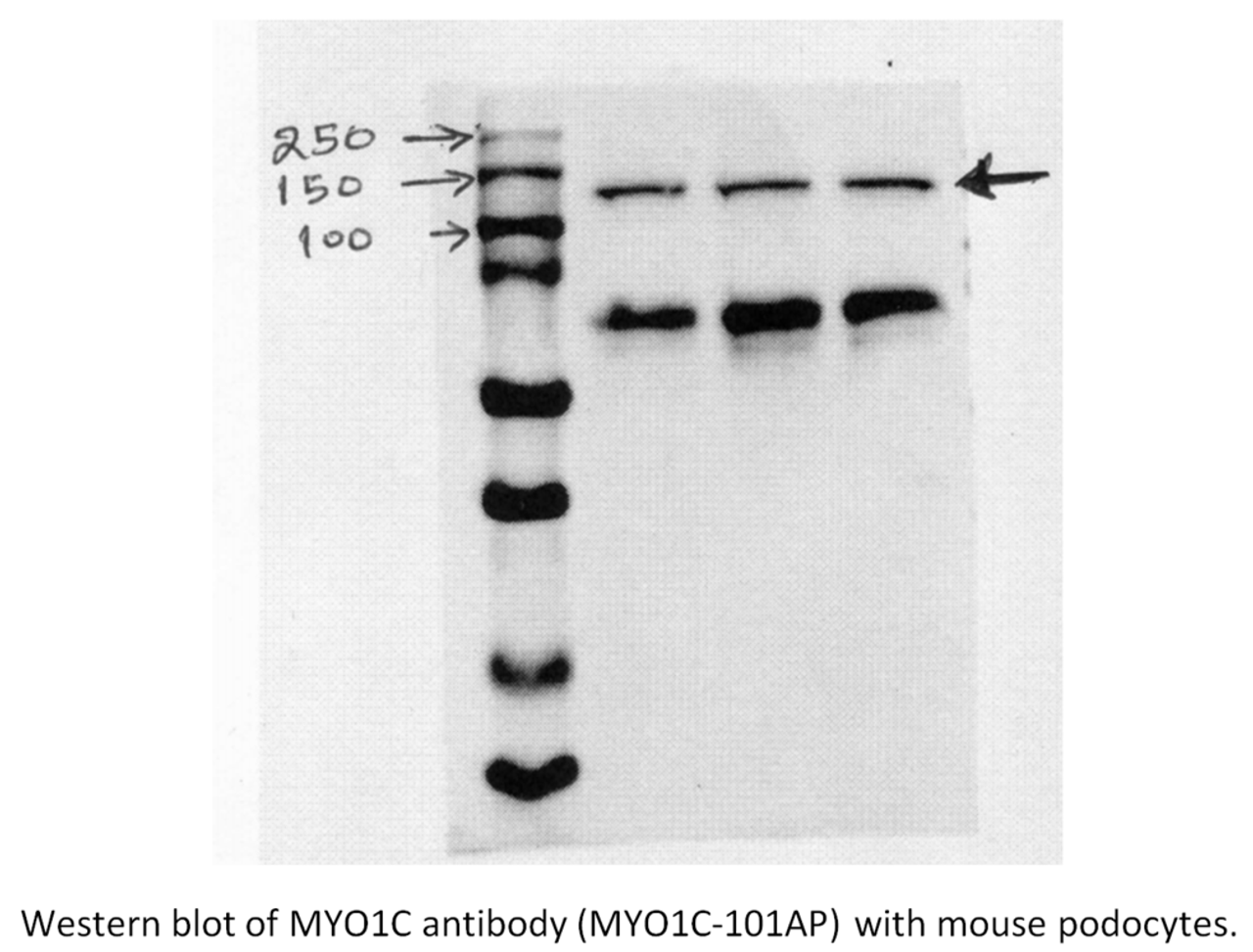 Myosin 1C Antibody from Fabgennix