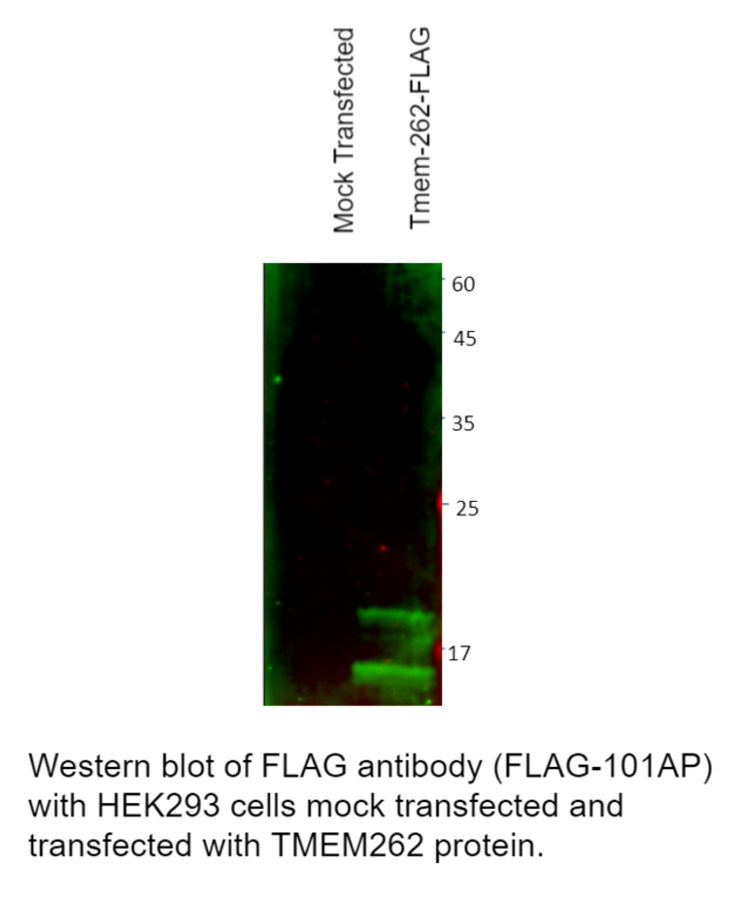 DDDDK Antibody from Fabgennix