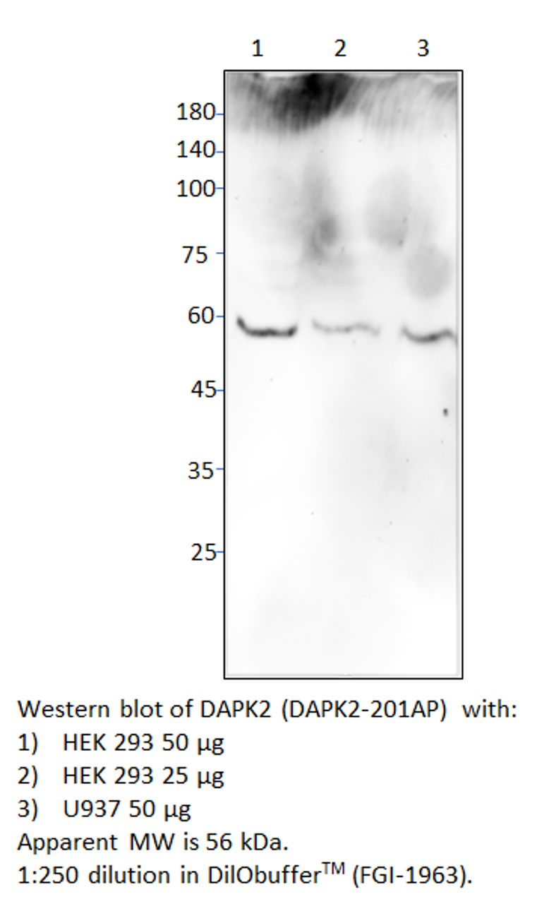 DAPK2 Antibody from Fabgennix