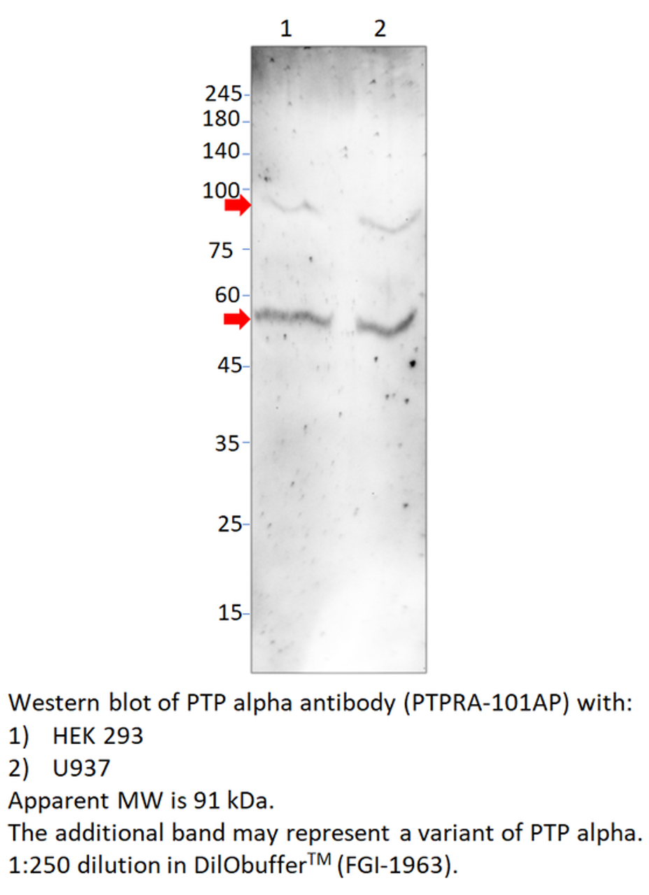 PTP alpha Antibody from Fabgennix