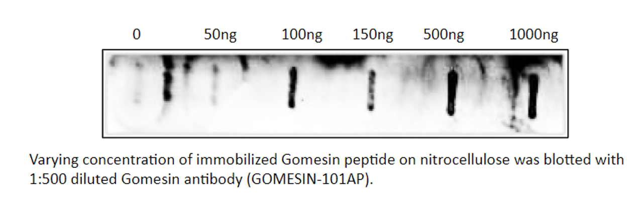 Gomesin Antibody from Fabgennix