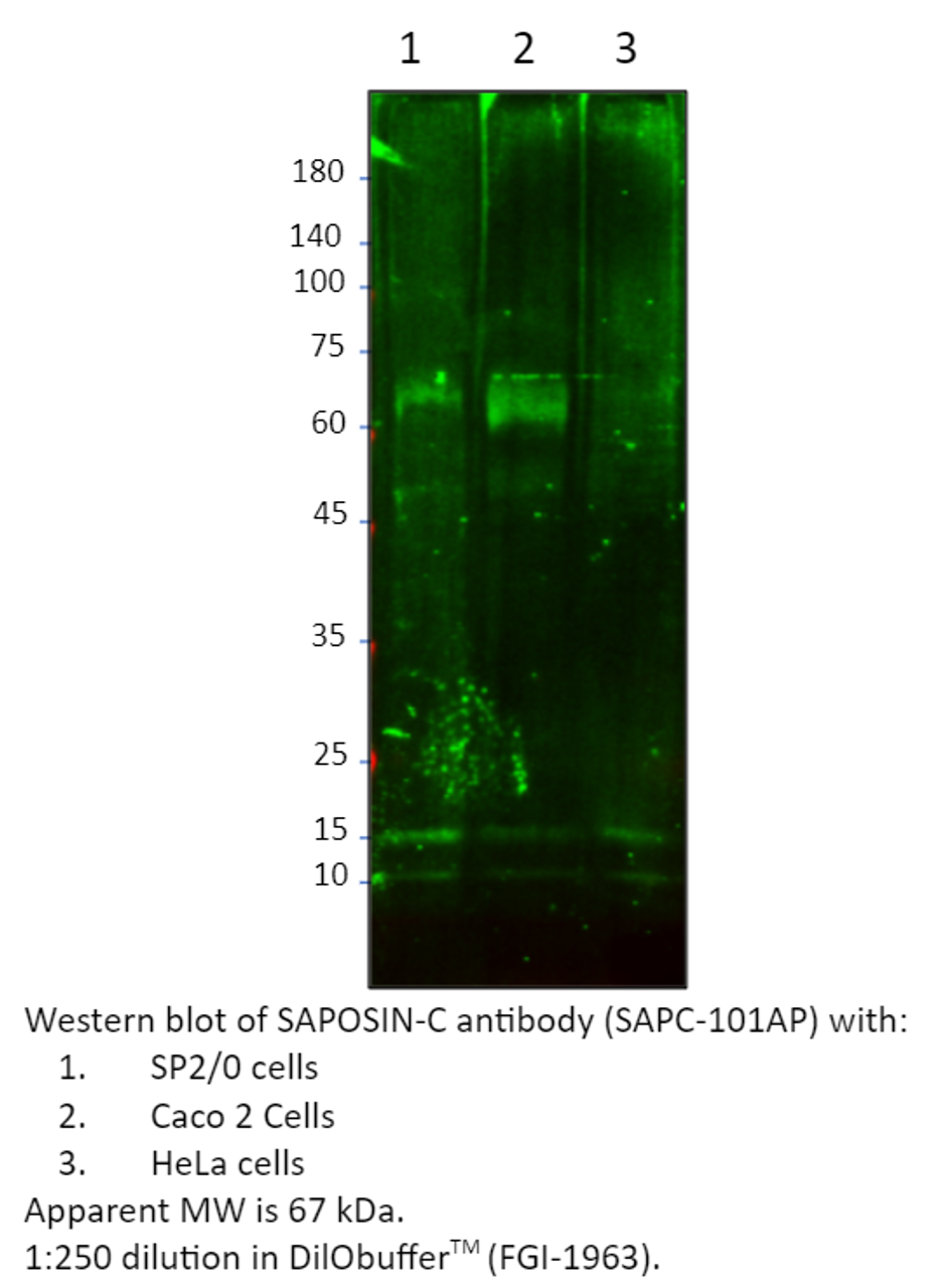 SAPOSIN-C Antibody from Fabgennix