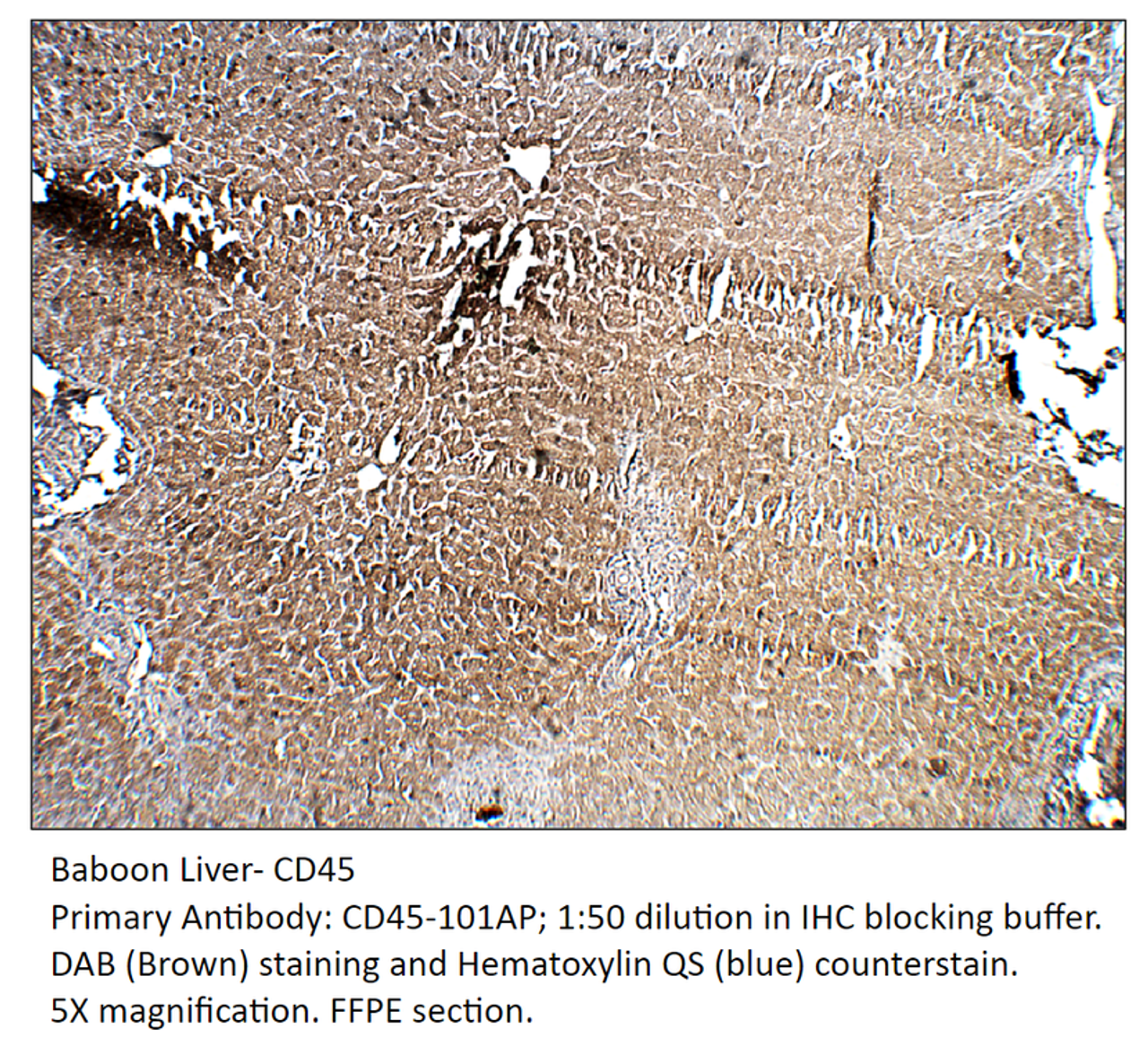 CD45 Antibody from Fabgennix