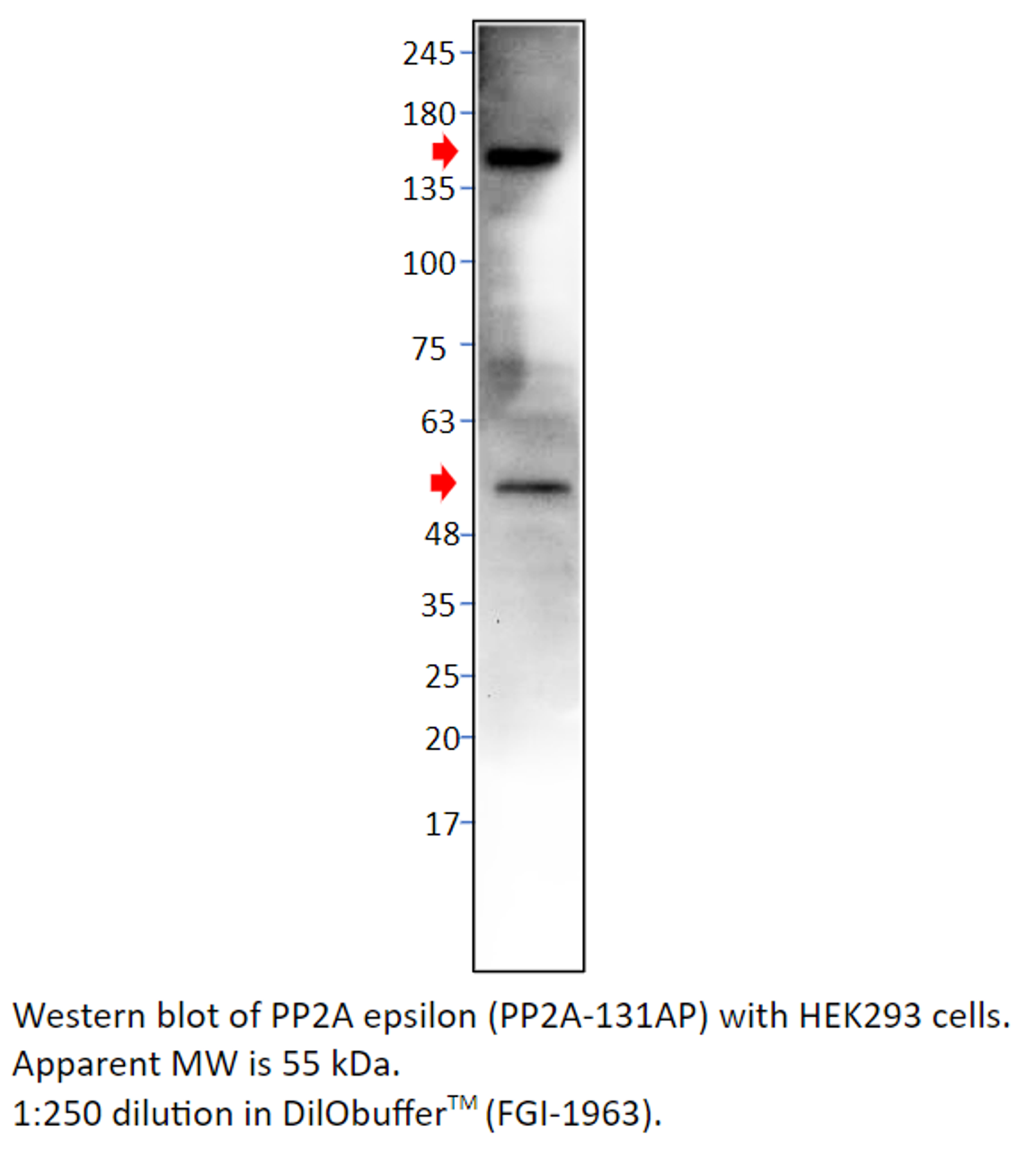 PP2A-epsilon Antibody from Fabgennix