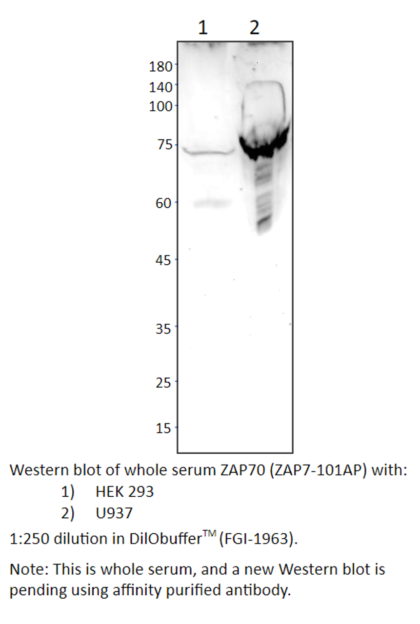 ZAP70 Antibody from Fabgennix