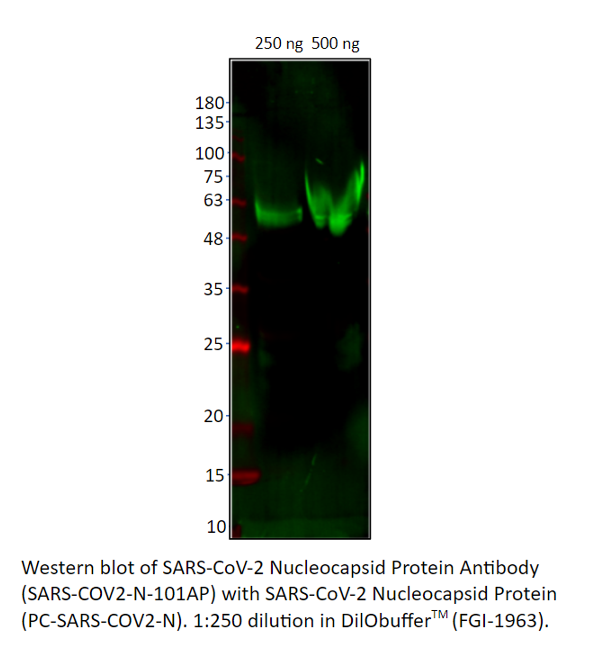 SARS-CoV-2 Nucleocapsid Protein Antibody from Fabgennix