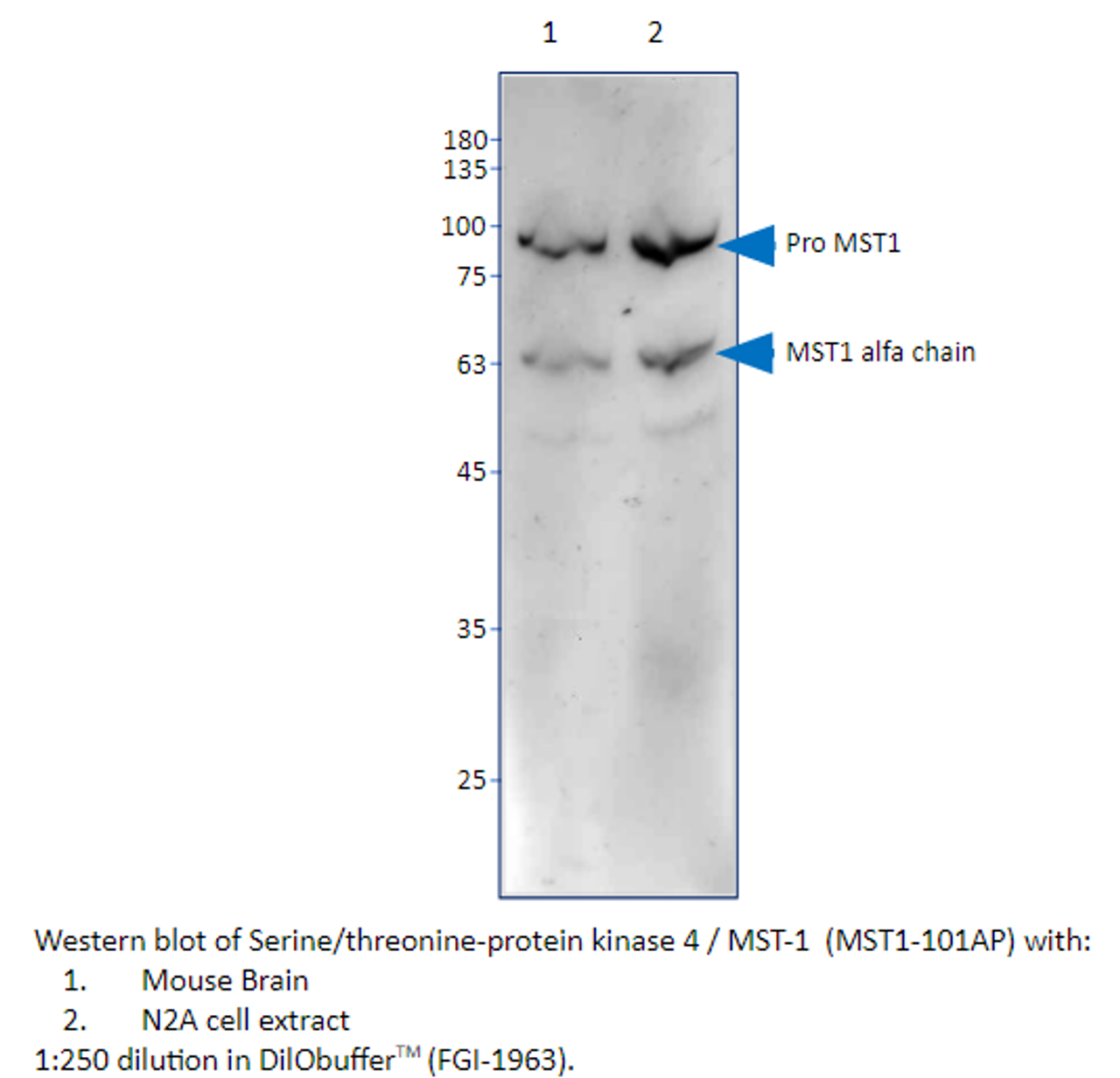 Serine/threonine-protein kinase 4 / MST-1 Antibody from Fabgennix