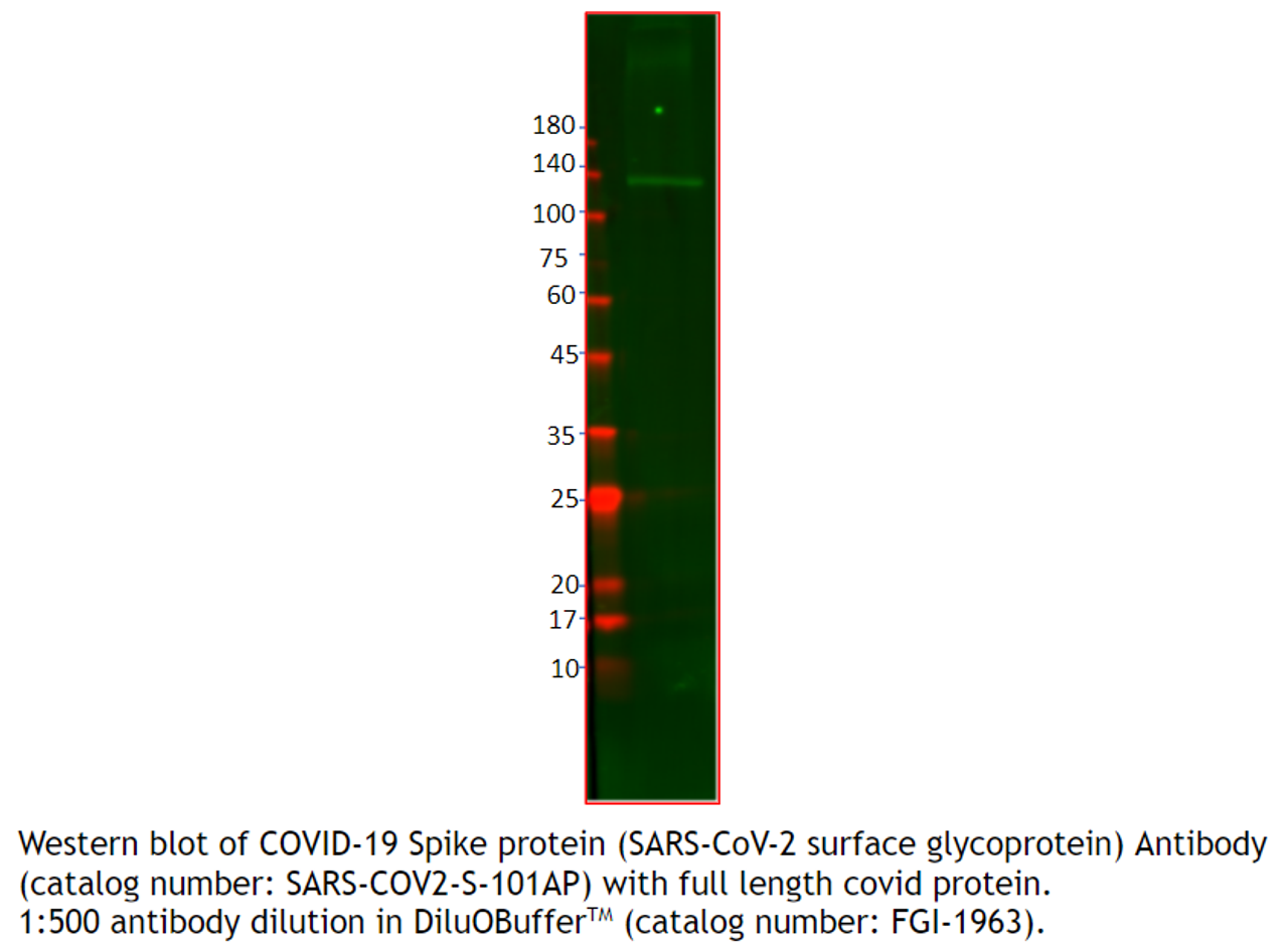 SARS-CoV-2 SPIKE surface glycoprotein Antibody from Fabgennix