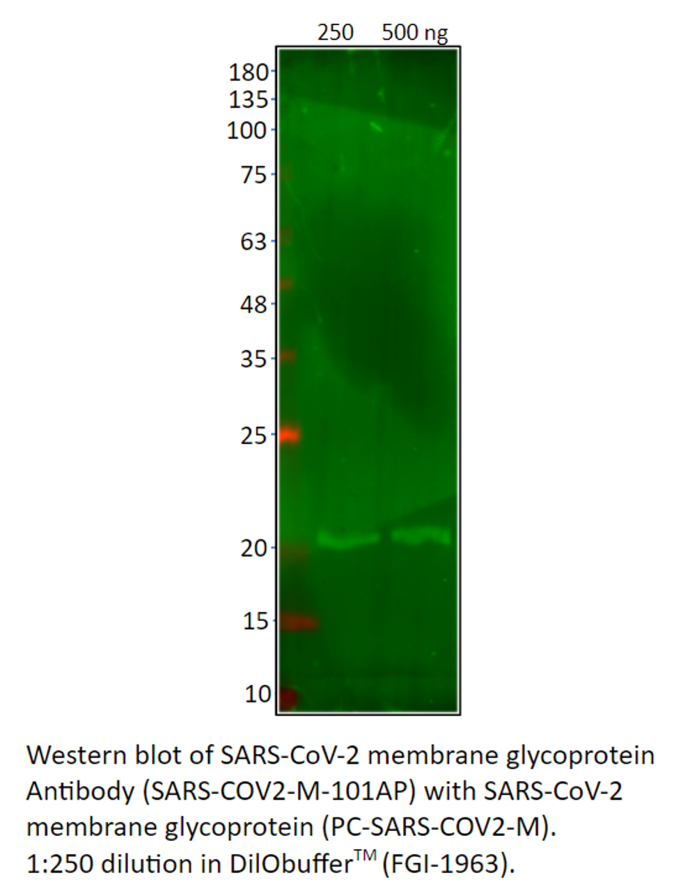SARS-CoV-2 membrane glycoprotein Antibody from Fabgennix