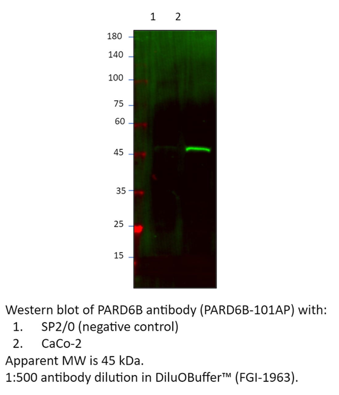 PARD6B Antibody from Fabgennix