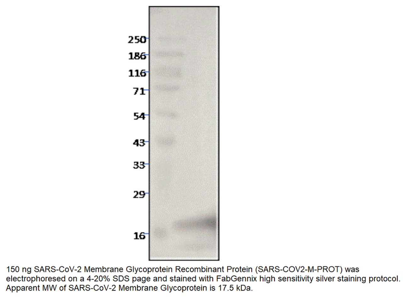 SARS-CoV-2 Membrane Glycoprotein Recombinant Protein from Fabgennix