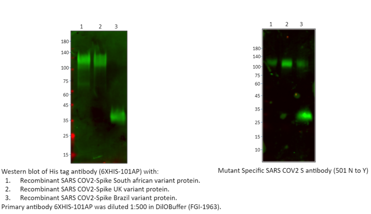 His tag Antibody from Fabgennix