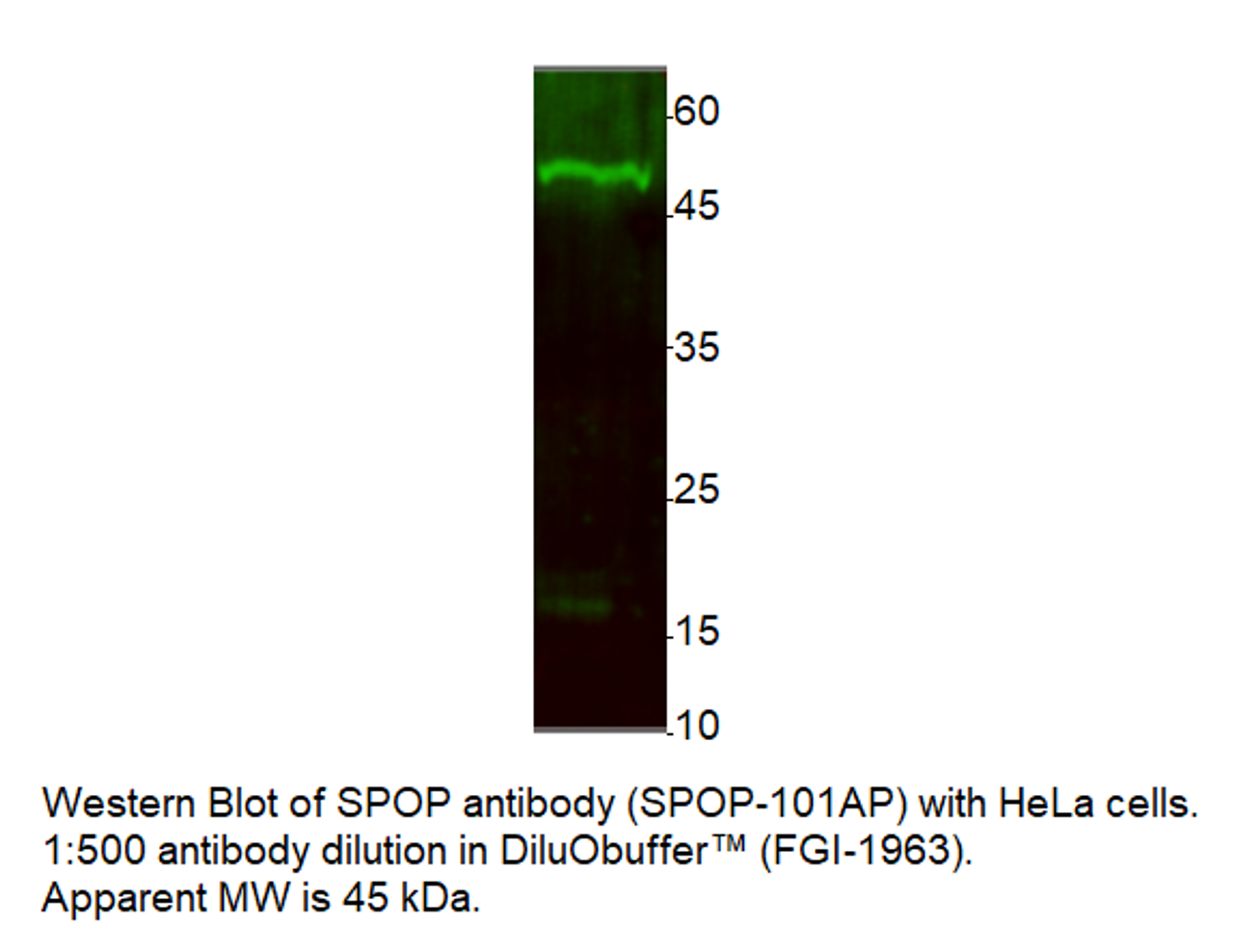 SPOP Antibody from Fabgennix