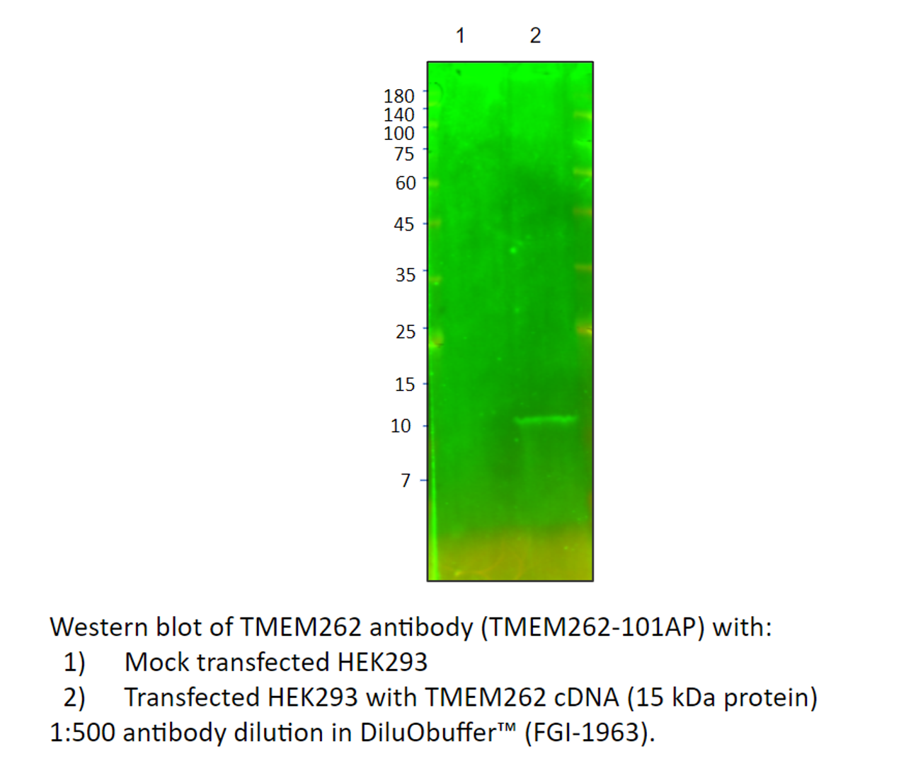 TMEM262 Antibody from Fabgennix