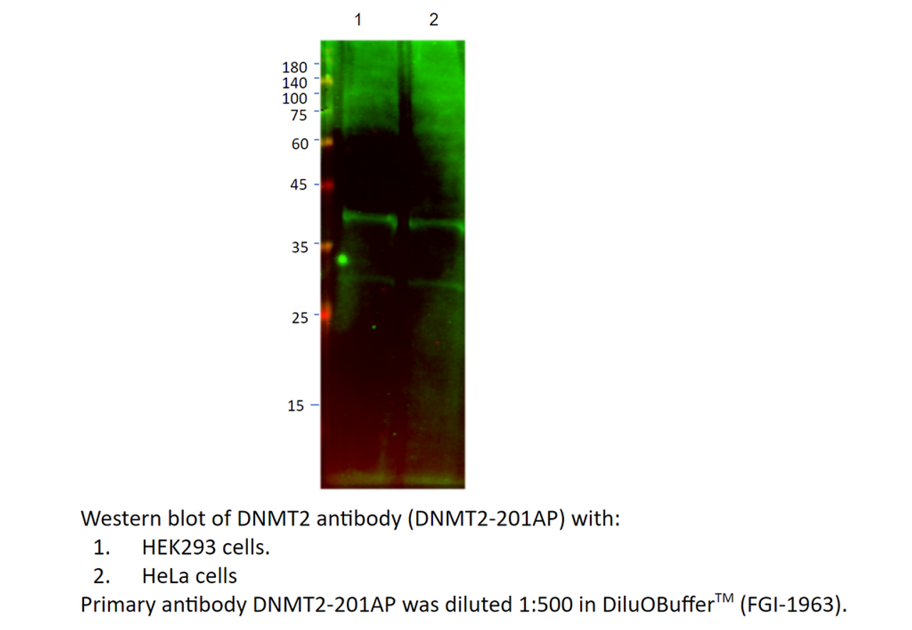 DNMT2 Antibody from Fabgennix