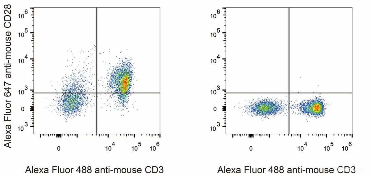 C57BL/6 murine splenocytes are stained with AF647 Anti-Mouse CD28 Antibody and AF488 Anti-Mouse CD3 Antibody(Left). Splenocytes stained with AF488 Anti-Mouse CD3 Antibody(Right) are used as control.