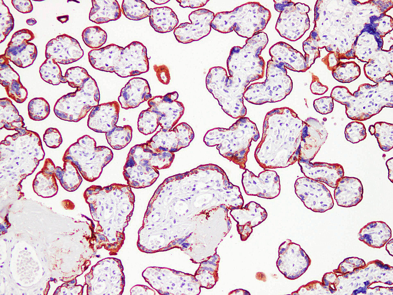 Immunohistochemistry of paraffinembedded Human placental tissue with Placental Alkaline Phosphatase(PLAP) Monoclonal Antibody(Antigen repaired by EDTA).