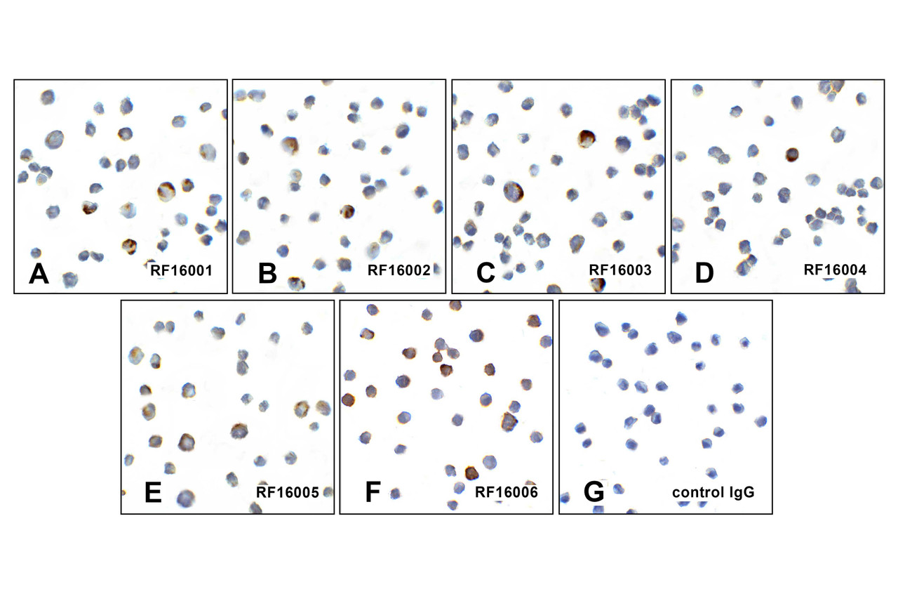 Immunocytochemistry of PD-1 in over expressing HEK293 cells using (A) RF16001, (B) RF16002, (C) RF16003, (D) RF16004, (E) RF16005, (F) RF16006, and (G) control mouse IgG antibody at 10 &#956;g/ml.
