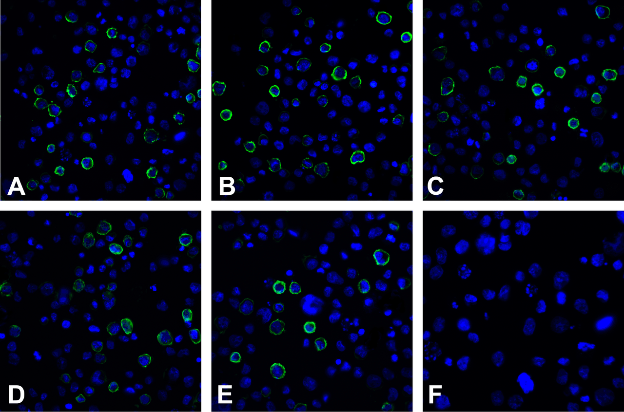 Immunofluorescence of PD-L2 in overexpressing 293 cells using (A) RF16021, (B) RF16022, (C) RF16023, (D) RF16024, (E) RF16025, and (F) control mouse IgG antibody at 20 &#956;g/ml.
