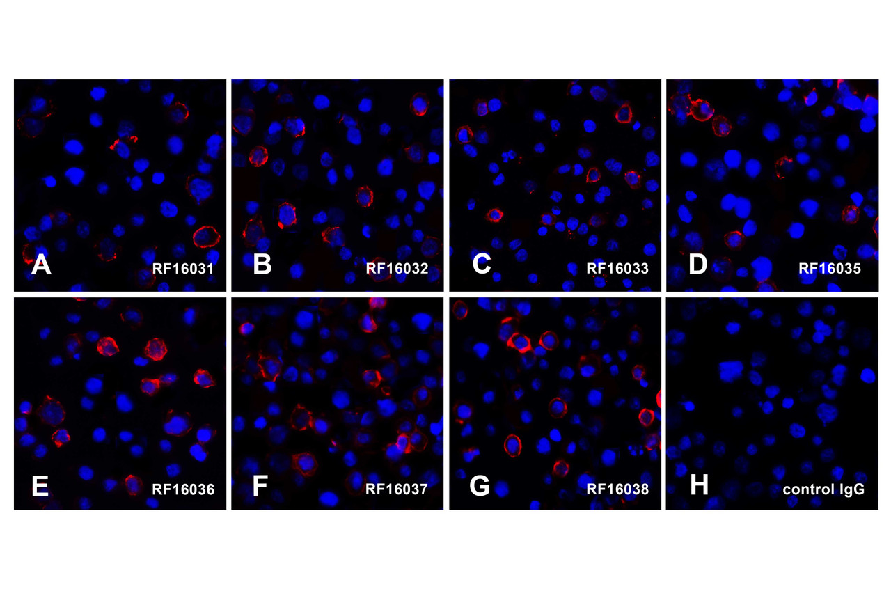 Immunofluorescence of PD-L1 in over expressing HEK293 cells using (A) RF16031, (B) RF16032, (C) RF16033, (D) RF16035, (E) RF16036, (F) RF16037, and (G) RF16038 antibody at 2 &#956;g/ml.