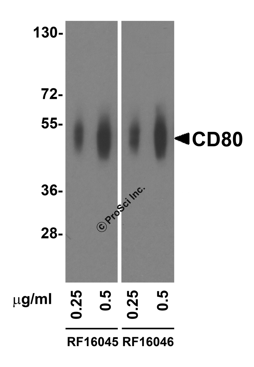 Western blot analysis of CD80 in overexpressing HEK293 cells using RF16045 and RF16046 antibody at 0.25 and 0.5 &#956;g/ml, respectively.