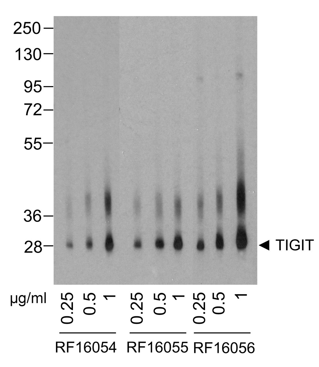 Western blot analysis of TIGIT in over expressing HEK293 cells using RF16054, RF16055, and RF16056 antibodies at (A) 0.25 &#956;g/ml, (B) 0.5 &#956;g/ml, and (C) 1 &#956;g/ml.