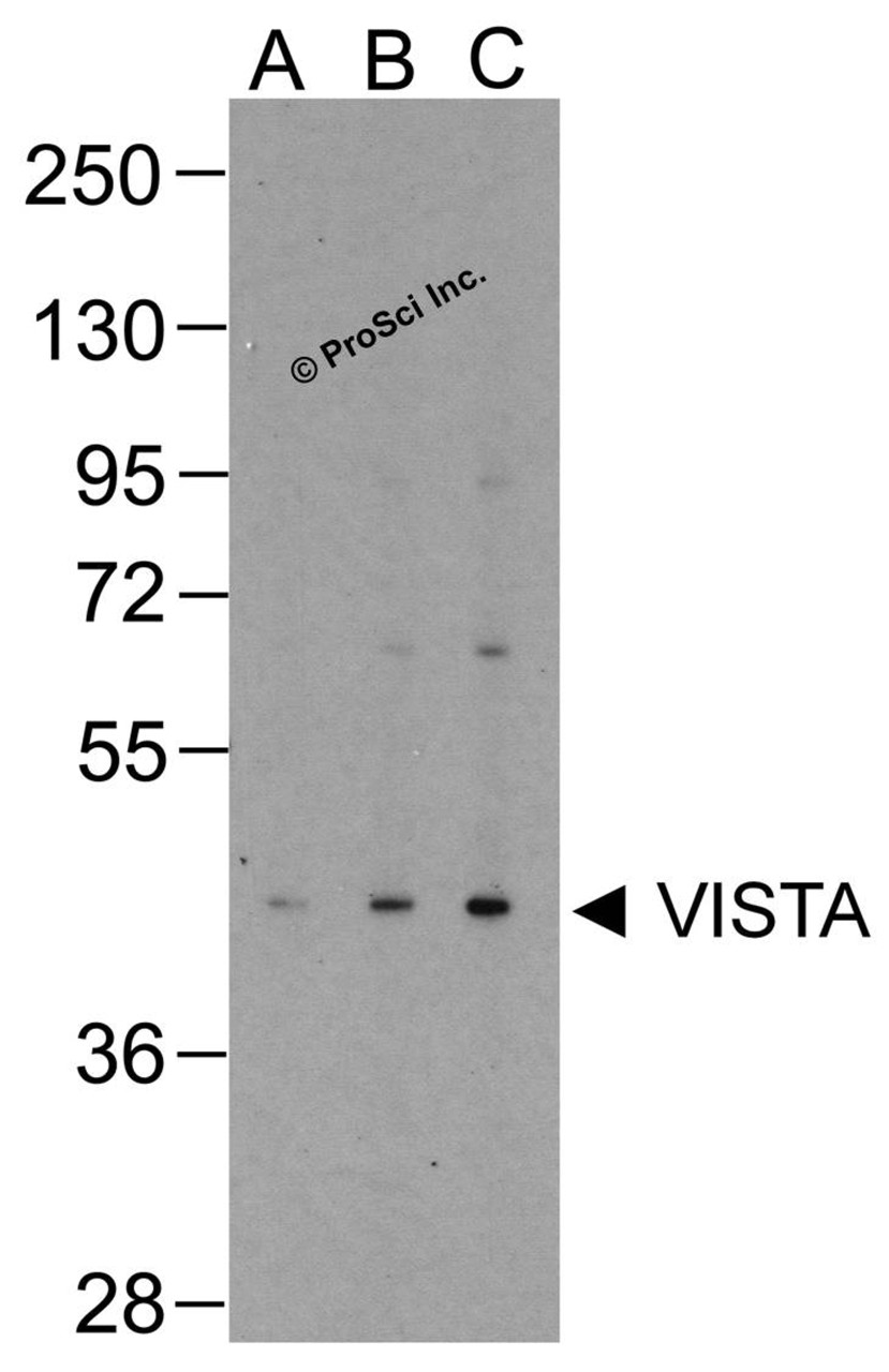 Western blot analysis of VISTA in over expressing HEK293 cells using RF16071 antibody at (A) 0.25 μg/ml, (B) 0.5 μg/ml, and (C) 1 &#956;g/ml.