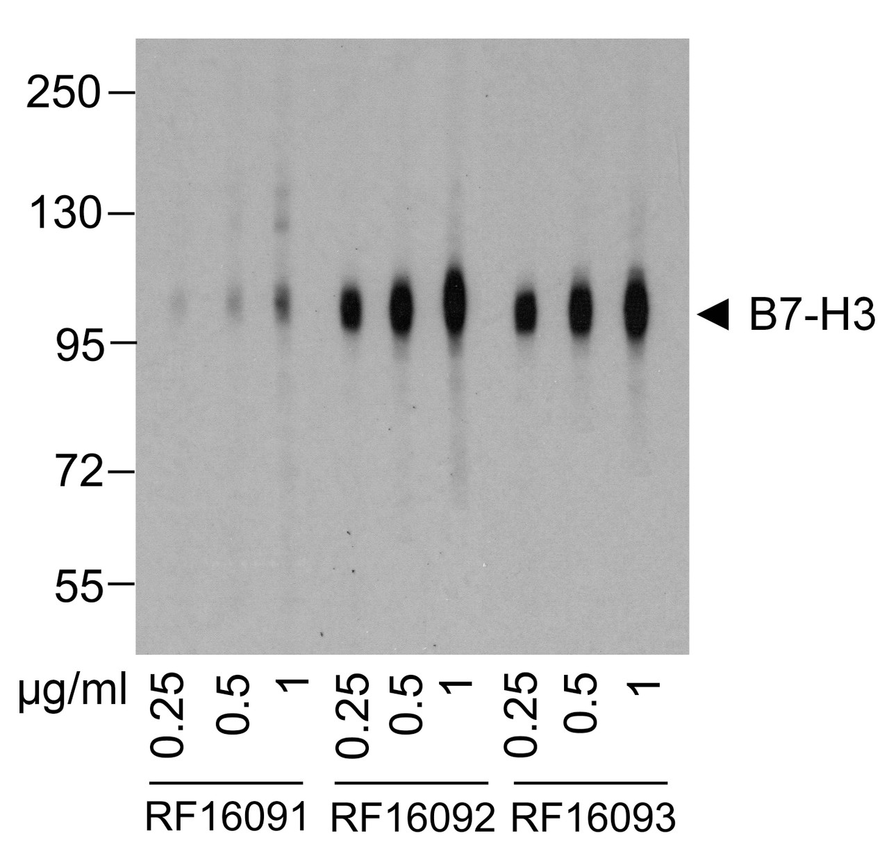 Western blot analysis of B7-H3 in HEK293 cells using RF16091, RF16092, and RF16093 antibodies at (A) 0.25 mg/ml, (B) 0.5 mg/ml, and (C) 1 &#956;g/ml.