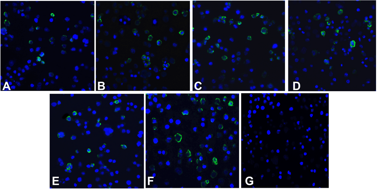 Immunofluorescence of TIM-3 in over expressing HEK293 cells using (A) RF16103, (B) RF16105, (C) RF16106, (D) RF16107, (E) RF16108, (F) RF16109, and (G) control mouse IgG antibody at 10 &#956;g/ml.